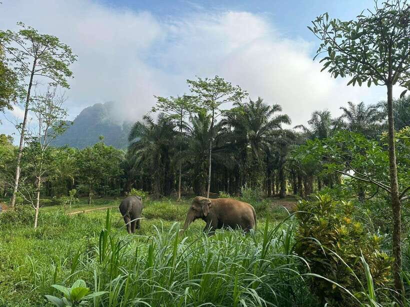 Khao Sok: Ethical Elephant Experience & Nature Walk - The Guided Eco-Tour Through Khao Sok National Park
