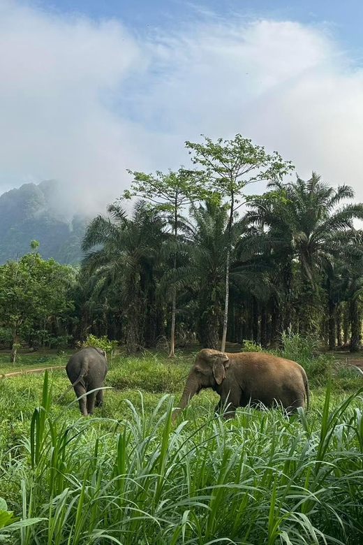 Khao Sok: Ethical Elephant Experience & Nature Walk - Conservation Lessons That Stick After the Tour