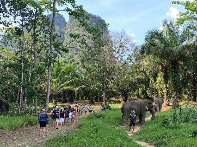 Khao Sok: Ethical Elephant Experience & Nature Walk - Price and Logistics, Is $41 Worth It?