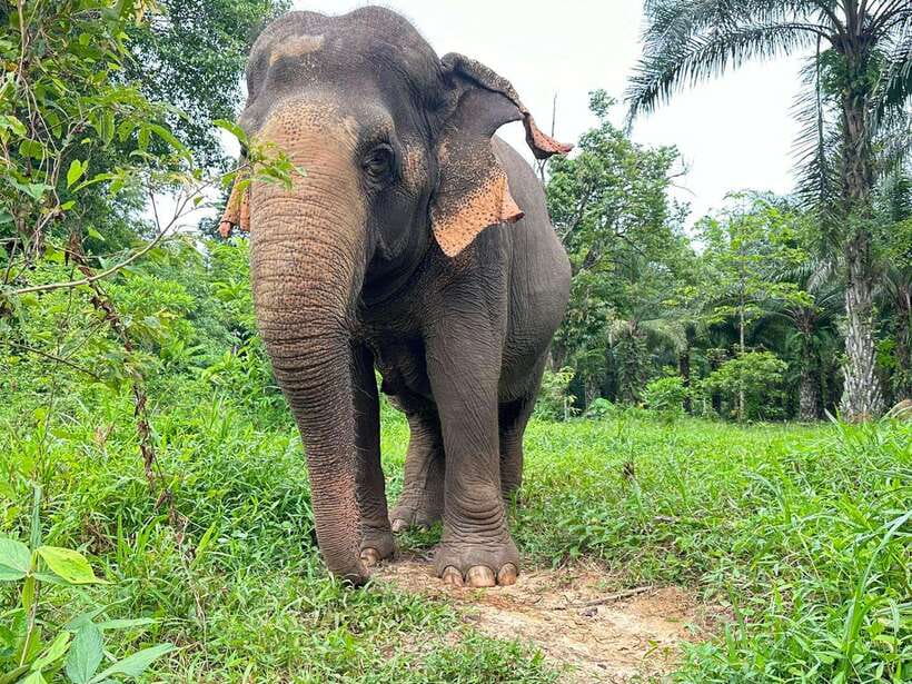Khao Sok: Ethical Elephant Experience & Nature Walk - Who Should Book This Ethical Elephant Experience