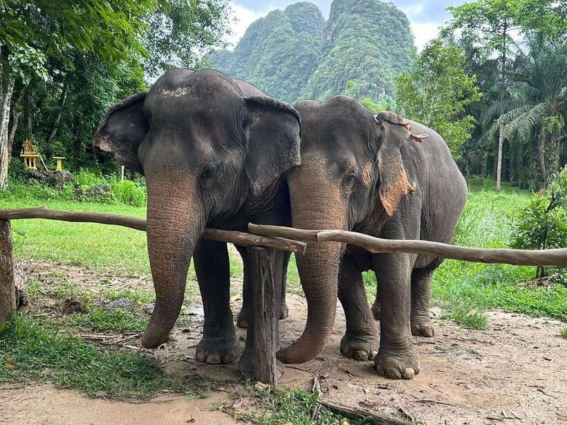 Khao Sok: Ethical Elephant Experience & Nature Walk - One Hour With Elephants, What You Actually Do