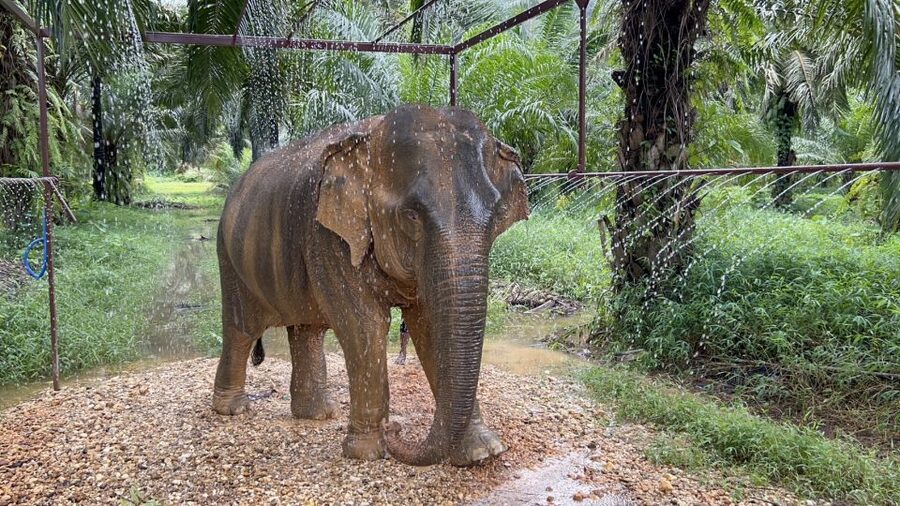 Khao Sok: Ethical Elephant Sanctuary Visit - Why Khao Sok elephant sanctuaries are worth choosing carefully