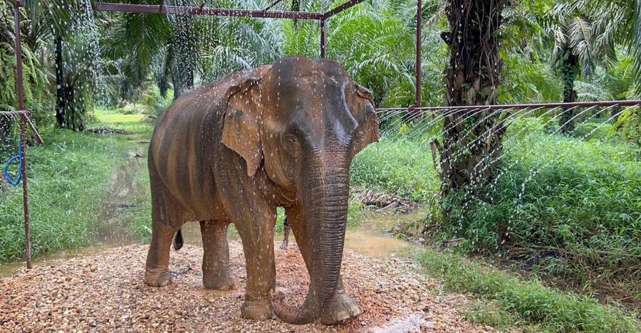 Khao Sok: Ethical Elephant Sanctuary Visit - Your 2-hour flow in Khao Sok, orchard prep to shade time