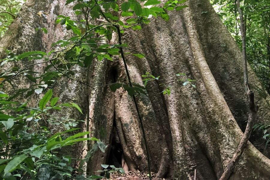 Khao Sok Jungle Day Trip - Jungle Trekking & Bamboo Rafting - Hotel pickup, Khao Sok viewpoint, and why the morning matters