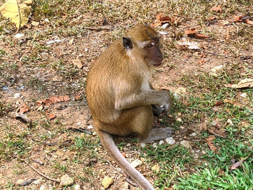 Khao Sok Jungle Day Trip - Jungle Trekking & Bamboo Rafting - Jungle coffee tasting: why this stop is worth your time