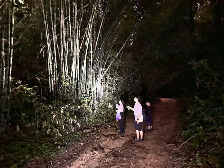 Khao Sok Jungle Sunset Wildlife Encounter & Bamboo Rafting - Key things to know before you go