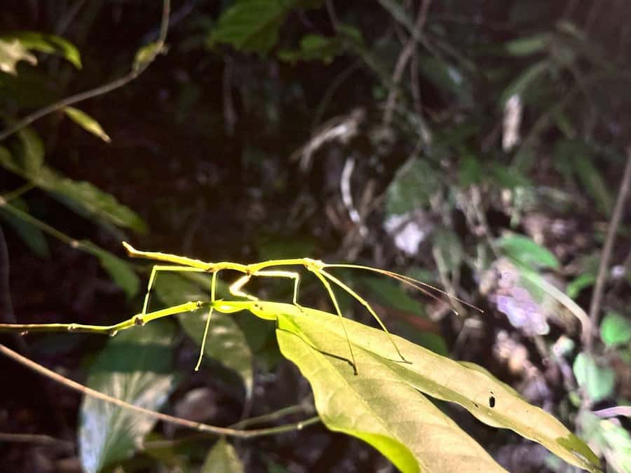 Khao Sok Jungle Sunset Wildlife Encounter & Bamboo Rafting - From Khao Lak pickup to Khao Sok viewpoint: the day starts in motion
