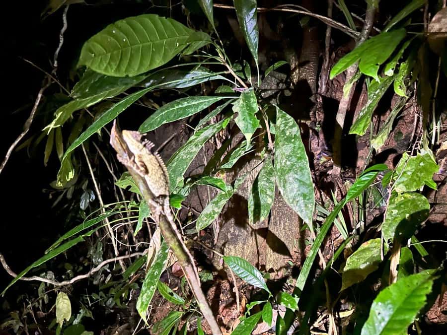 Khao Sok Jungle Sunset Wildlife Encounter & Bamboo Rafting - Sunset wildlife encounter by torchlight: your best chance for nocturnal surprises