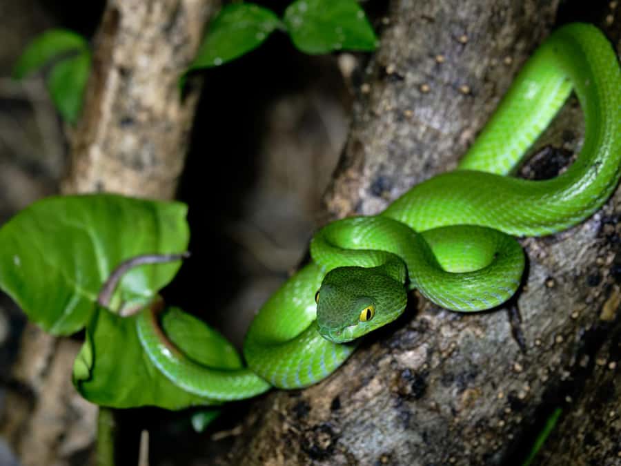 Khao Sok: Private Day Trekking, Jungle Dinner & Night Safari - A Private Jungle Day That Feels Like Two Different Worlds