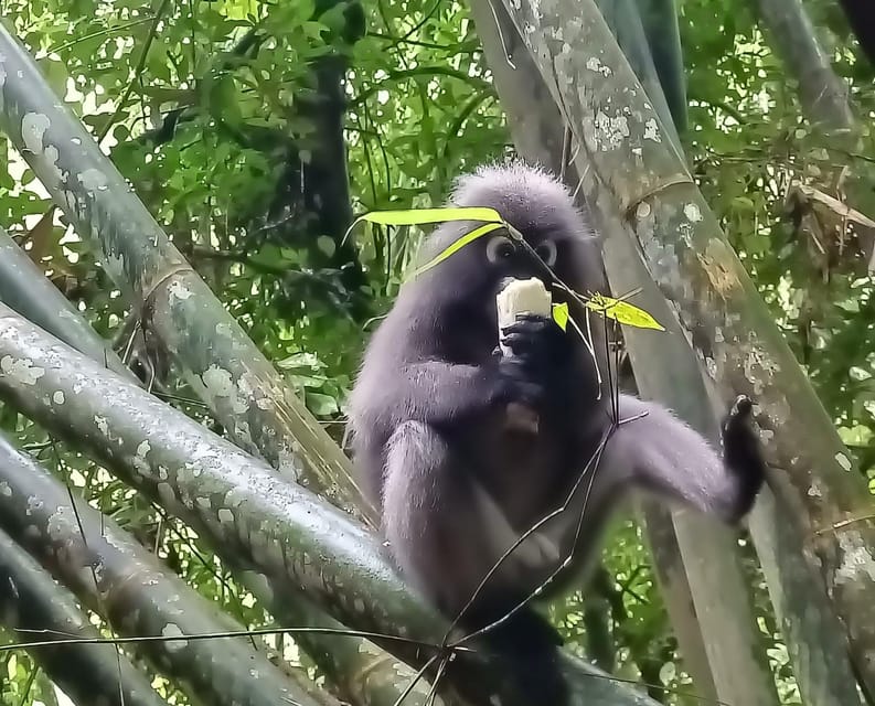 Khao Sok: Private Day Trekking, Jungle Dinner & Night Safari - The Waterfall Swim Break: Cool Water, Short Reset