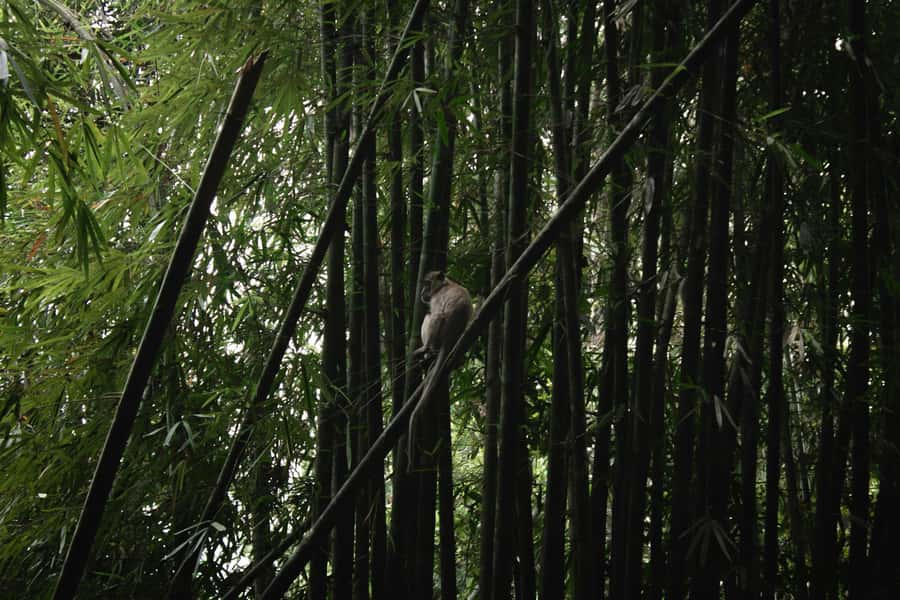 Khao Sok: Private Day Trekking, Jungle Dinner & Night Safari - Dinner in the Jungle: Bamboo Cooking Over an Open Fire