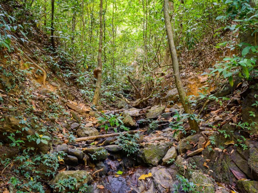 Khao Sok: Private Jungle Trek, Waterfall Swim & Bamboo Lunch - Price and value: is $96 for 5 hours worth it?