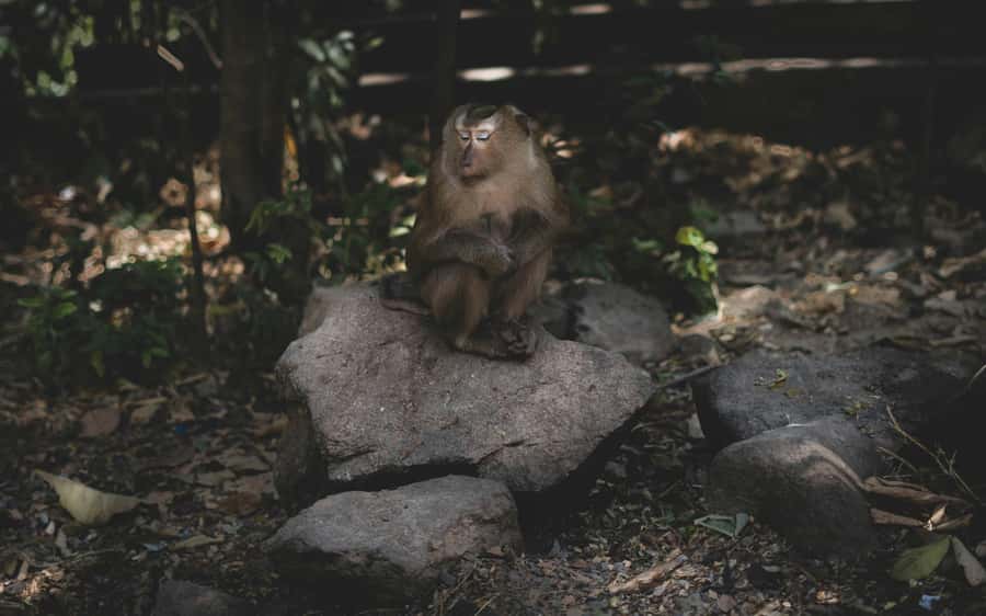 Khao Sok: Private Jungle Trek, Waterfall Swim & Bamboo Lunch - Who this tour fits best, and who should skip it