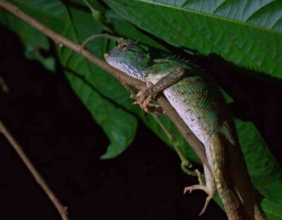 Khao Sok: Private Night Safari Adventure w/ Hotel Transfer