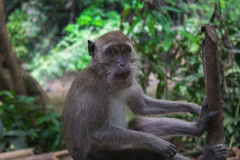 Khao Sok: Private Waterfalls and Wildlife Half-Day Trek - Khao Sok in Four Hours, What You Get and What You Don’t