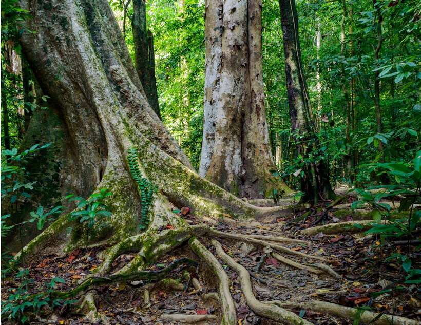 Khao Sok: Private Waterfalls and Wildlife Half-Day Trek - The Trek Through Khao Sok: How the Walking Works