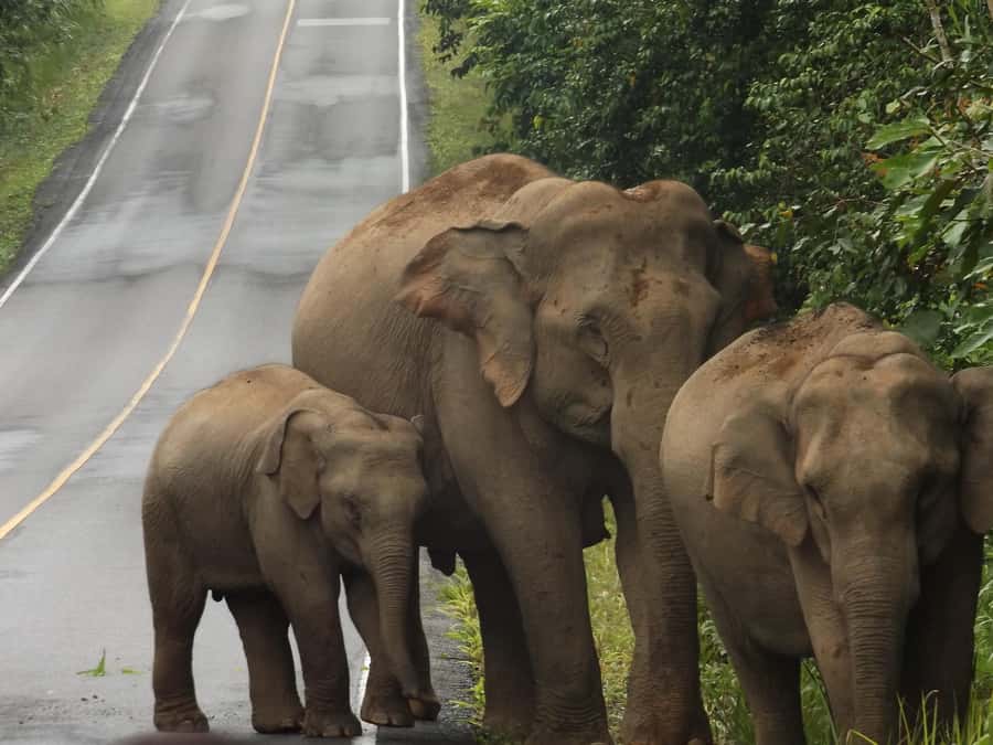 Khao Yai National Park: 2-Day Private Tour from Bangkok - Key things to know before you go
