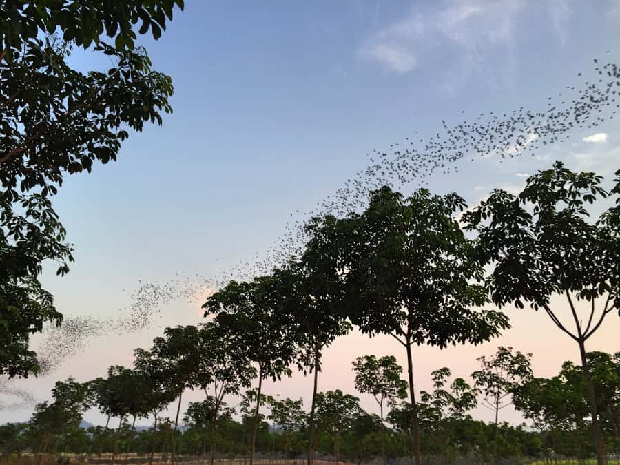 Khao Yai National Park: 2-Day Private Tour from Bangkok - Day two at 8 AM: viewpoint stretch and a dry forest hike