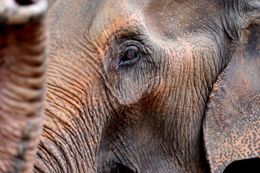 Khao Yai National Park: 2-Day Private Tour from Bangkok - Guides, small-group feel, and the “animal-maximizing” difference