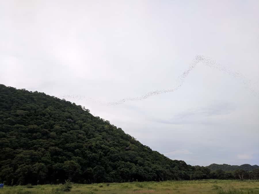 Khao Yai National Park: 2-Day Private Tour from Bangkok - Eco Valley Lodge day one: cave temple, bat sky show, and park viewpoints