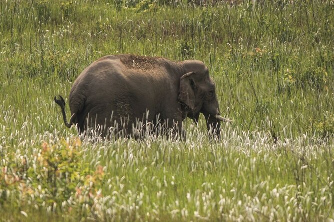 Khao Yai National Park Full-Day From Bangkok - Including Ticket - Khao Yai National Park: what “3 to 4 km” feels like in real life