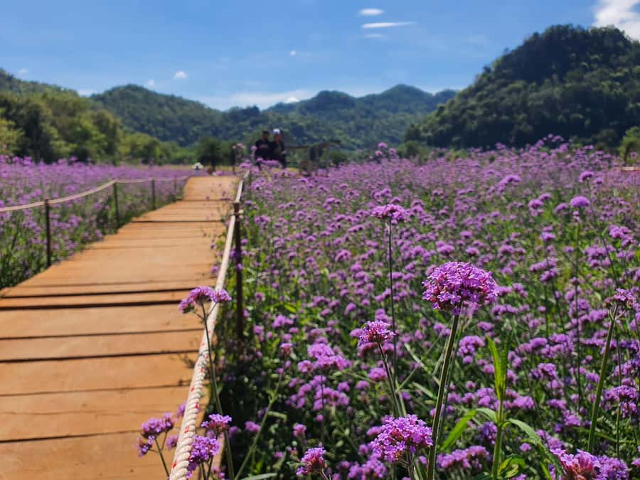 Khao Yai: Private Custom Tour with Driver From Bangkok - 12-hour timing and the before 10 PM finish line