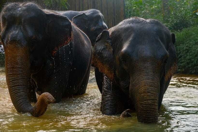 Khaolak: Elephant Sanctuary Guided Tour with Hotel Transfers - Who This Tour Is Best For (And Who Should Rethink)