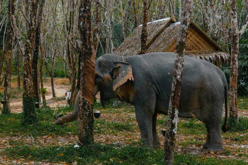 Khaolak: Elephant Sanctuary Guided Tour with Hotel Transfers - Feeding Time: Making a Food Basket and Meeting the Elephants