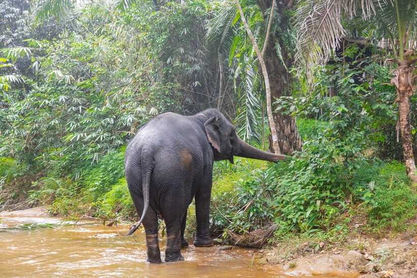 Khaolak: Elephant Sanctuary Guided Tour with Hotel Transfers - Wrapping Up: Final Pictures and Saying Goodbye
