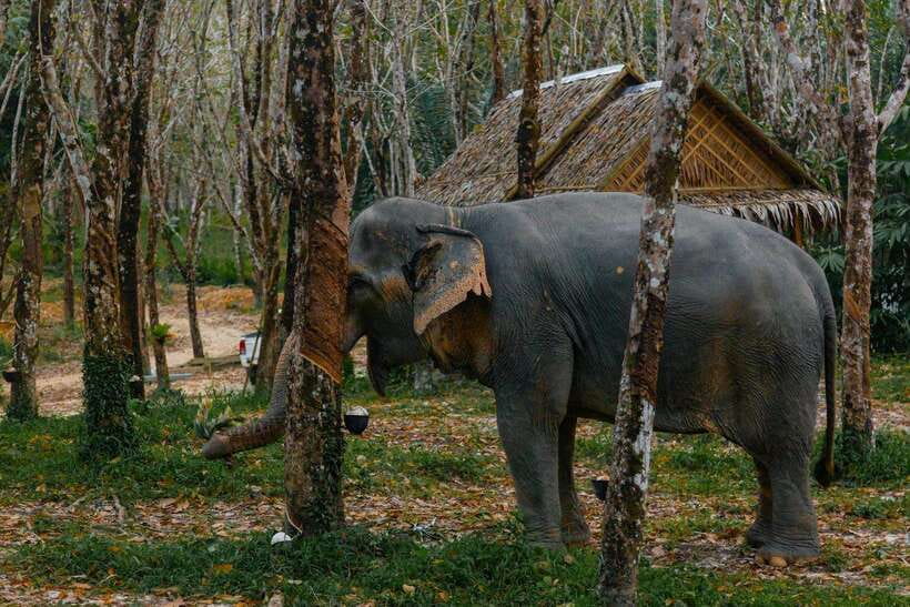 Khaolak: Elephant Sanctuary Guided Tour with Hotel Transfers - Price and Value: About $57 for a Guided Ethical Encounter