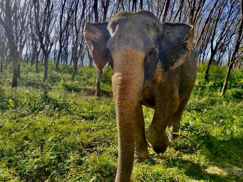 Khaolak: Sunset Elephant Walk with Complimentary Cocktail - What to Bring and How to Avoid Common Headaches