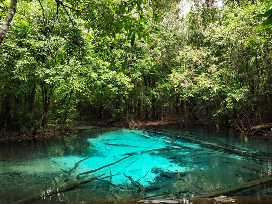 Ko Lanta: Full Day Emerald Pool&Hot Spring With Tiger Temple - Price and value: is $160 for Emerald Pool, hot springs, and Tiger Temple fair?