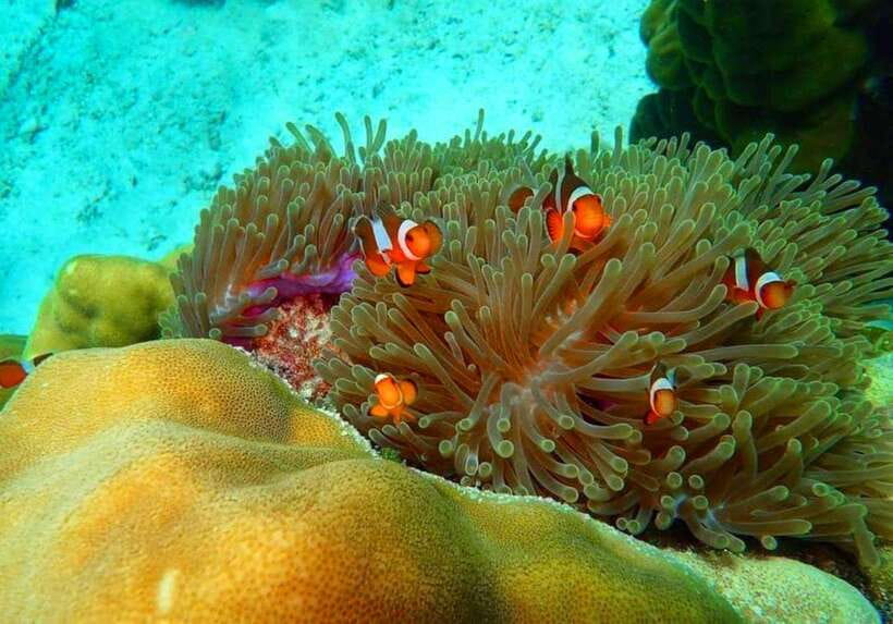 Ko Lanta: Full-Day Snorkel Trip to Phi Phi & Bamboo Islands - A 7-Hour Island Hopping Day from Koh Lanta