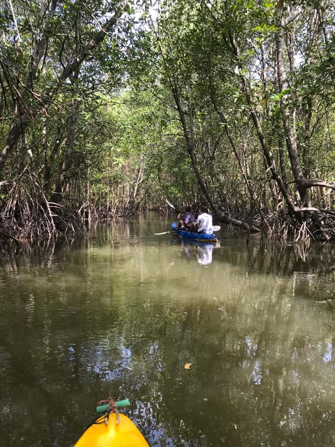 Ko Lanta: HALF DAY EXPLORE MANGROVE KAYAKING TOUR AND LUNCH - Should You Book the Half-Day Mangrove Kayaking and Lunch?