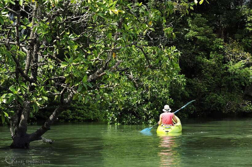 Ko Lanta: Half-Day Mangrove Kayaking Tour with Lunch - Key Things You’ll Remember From This Ko Lanta Kayak Tour
