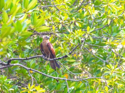 Mangrove Forest Boat Tour with Lunch or Dinner