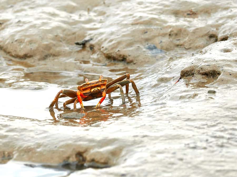 Ko Lanta: Mangrove Forest Boat Tour with Lunch or Dinner - Tung Yee Peng Port, Longtail Boats, and What the Ride Feels Like