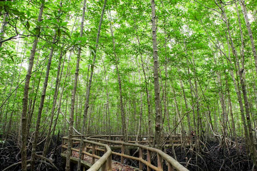 Ko Lanta: Mangrove Forest Boat Tour with Lunch or Dinner - The Guide Factor: Learn While You Look