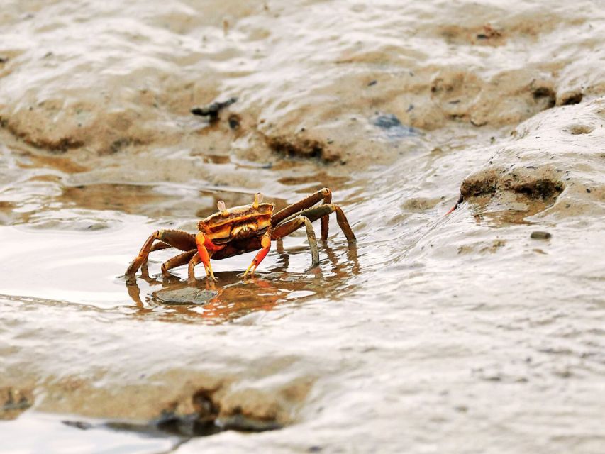 Ko Lanta: Mangrove Kayaking with Lunch and Hotel Transfer - The kayak route: wildlife spotting that stays fun