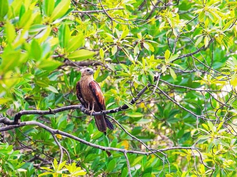 Ko Lanta: Mangrove Kayaking with Lunch and Hotel Transfer - Jungle walk through mangroves: more than just a photo stop