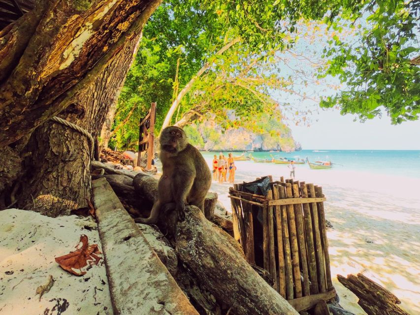 Ko Lanta: Phi Phi Day Trip by Speed Boat - Key points before you go