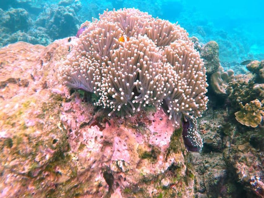 Ko Lanta: Private Longtail Rok Island Snorkeling Day Trip - 1 PM second snorkeling: a second look at Ko Rok’s underwater life