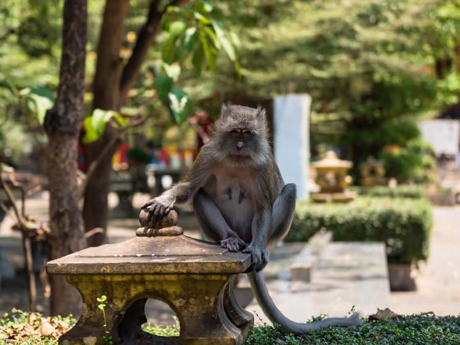 Ko Lanta: Private Tiger Cave, Hot Spring & Emerald Pool Tour - Who Should Book This Tour, And Who Might Want Another Option