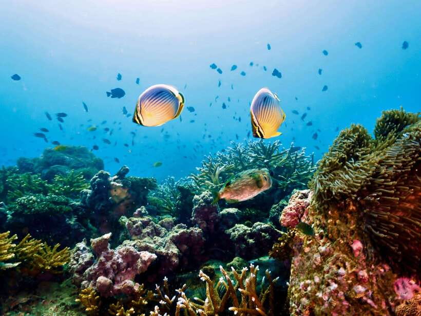 Ko Lanta: Snorkeling Adventure Tour to Koh Rok and Koh Haa - Tips to get more from Koh Rok and Koh Haa