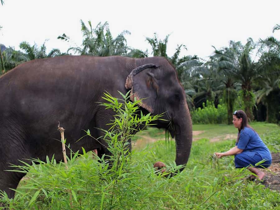 Ko Lanta Yai: Half-Day Ethical Elephant Sanctuary Tour - Key points to know before you go