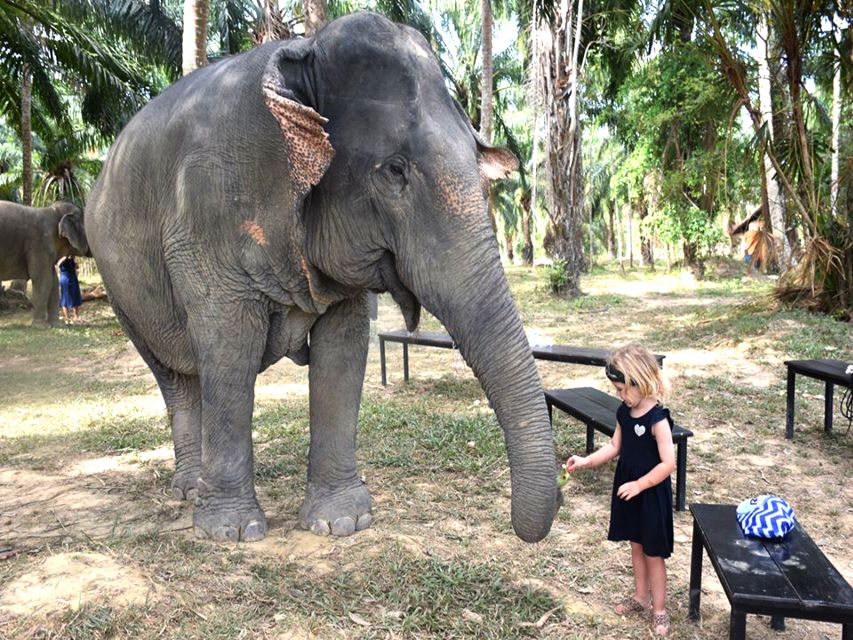 Ko Lanta Yai: Half-Day Ethical Elephant Sanctuary Tour - Timing tips: picking morning vs afternoon slots