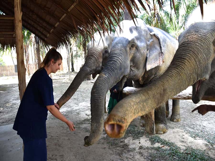 Ko Lanta Yai: Half-Day Ethical Elephant Sanctuary Tour - Herbal medicine and feeding: how the sanctuary explains supplements