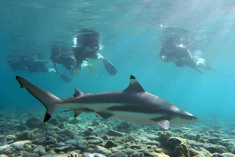 Ko Phi Phi Don: Speedboat Day Trip with Shark Snorkeling - The 5-Hour Rhythm: Snack Breaks, Multiple Stops, and a Real Sun-Down Finish
