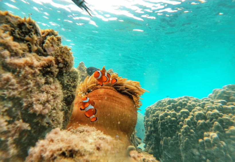 Ko Samet: 5 or 6 Islands Snorkeling Tour with Lunch Option - Crew, timing, and the small rules that protect the sea life