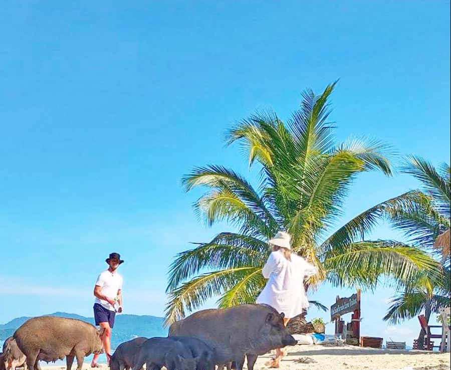 Ko Samui: Pig Island Snorkeling and Koh Tan Speedboat Tour - Koh Tan snorkeling: coral reef time with calm-water expectations